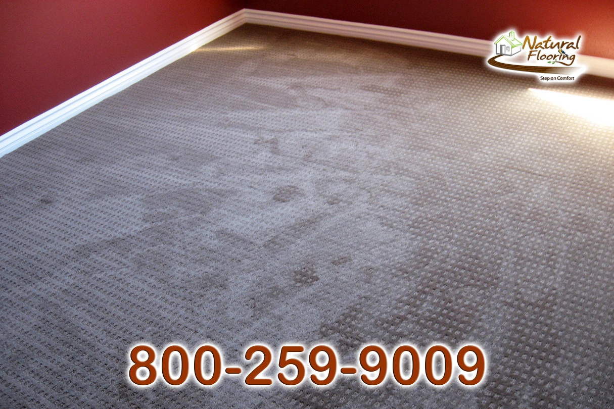 City Light Explorer Carpet