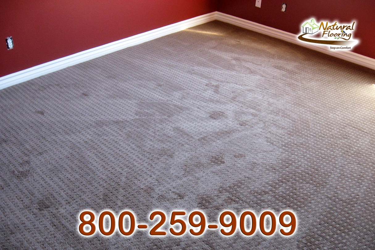 City Light Explorer Carpet