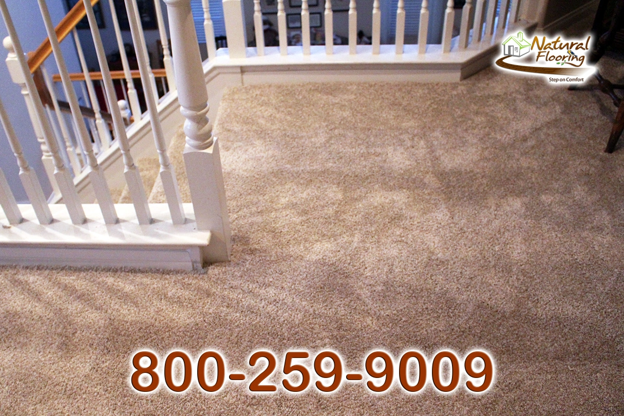 No Limit Ambiance Carpet