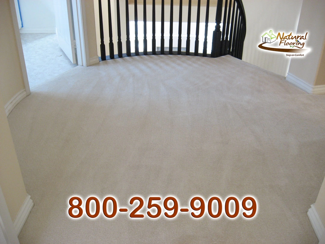 Sand Dollar Carpet