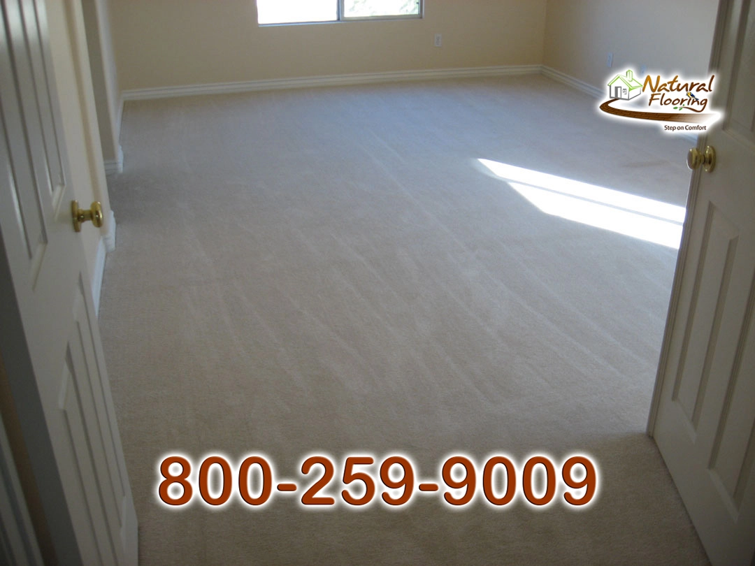 Sand Dollar Carpet