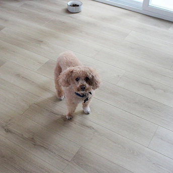 Bethany Laminate Floor Artisan 4